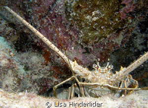 Hello Mr. Lobster! by Lisa Hinderlider 